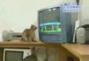 Cute cats enjoying ping pong